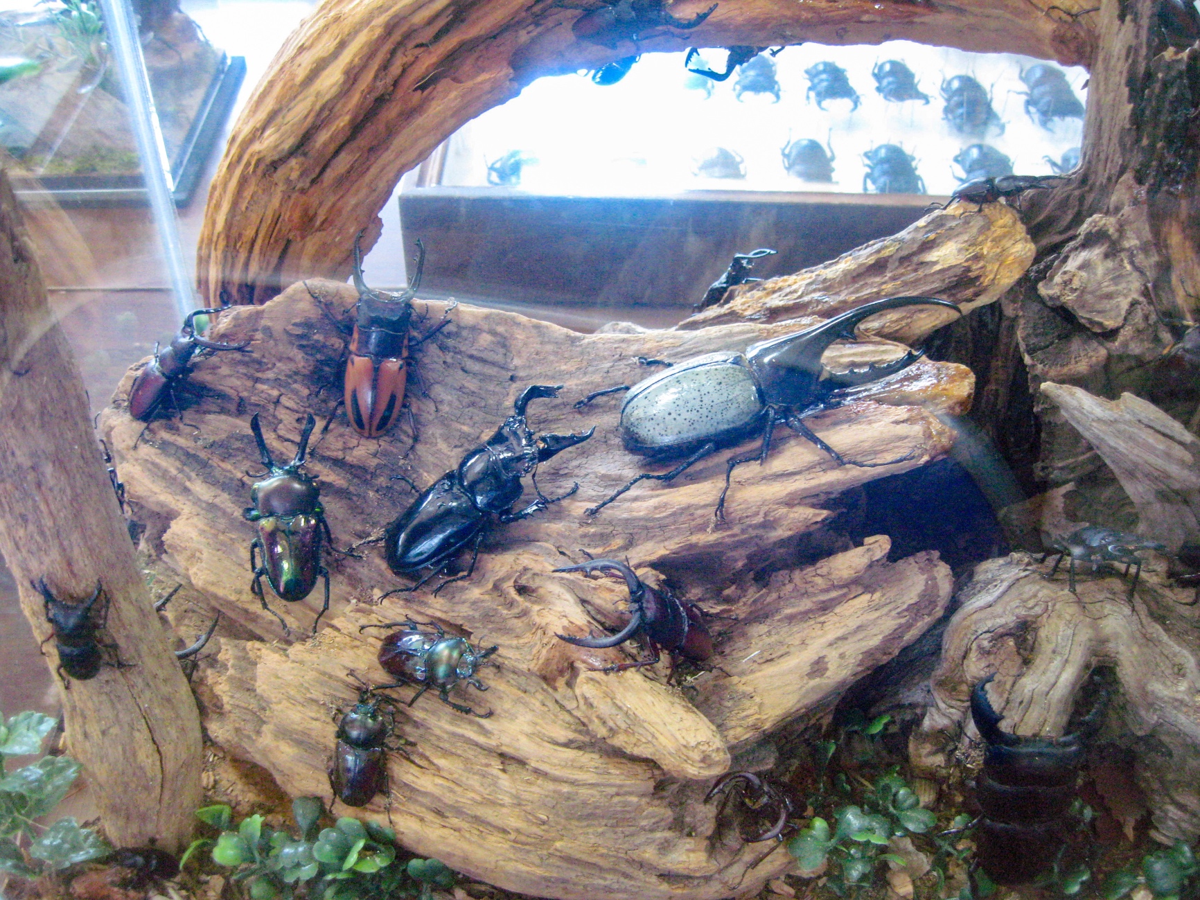 カブトムシ・クワガタムシジオラマ展示