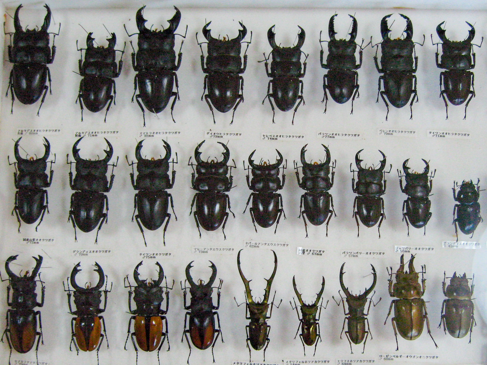 カブトムシ・クワガタムシジオラマ展示2